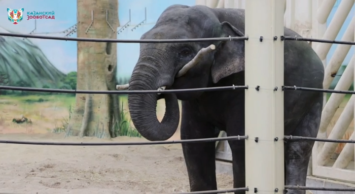 Зоопарк Казани показал видео, как слон чистит зубы