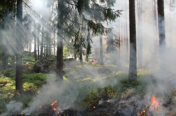 В РТ зафиксировали лесные пожары (ФОТО)