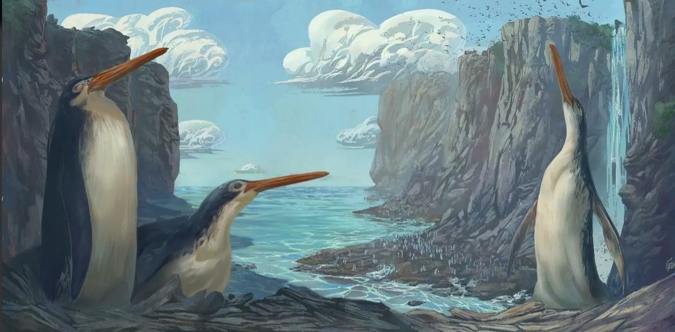 В Новой Зеландии обнаружили 1,5 метровых пингвинов
