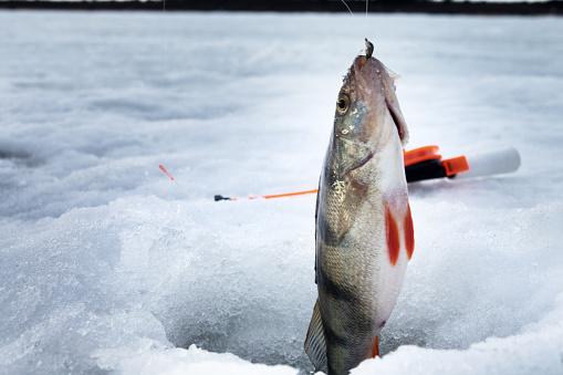 Специалисты и школьники РТ провели на реке Ик акцию по спасению рыбы от замора