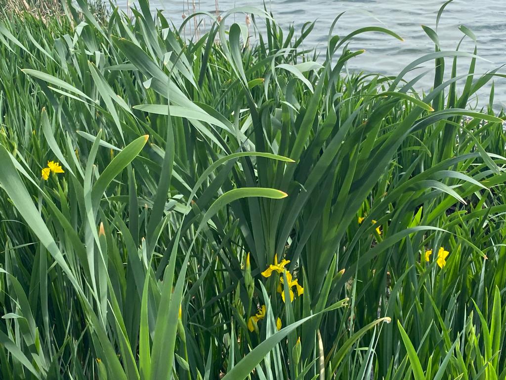 Желтые ирисы на озере Кабан