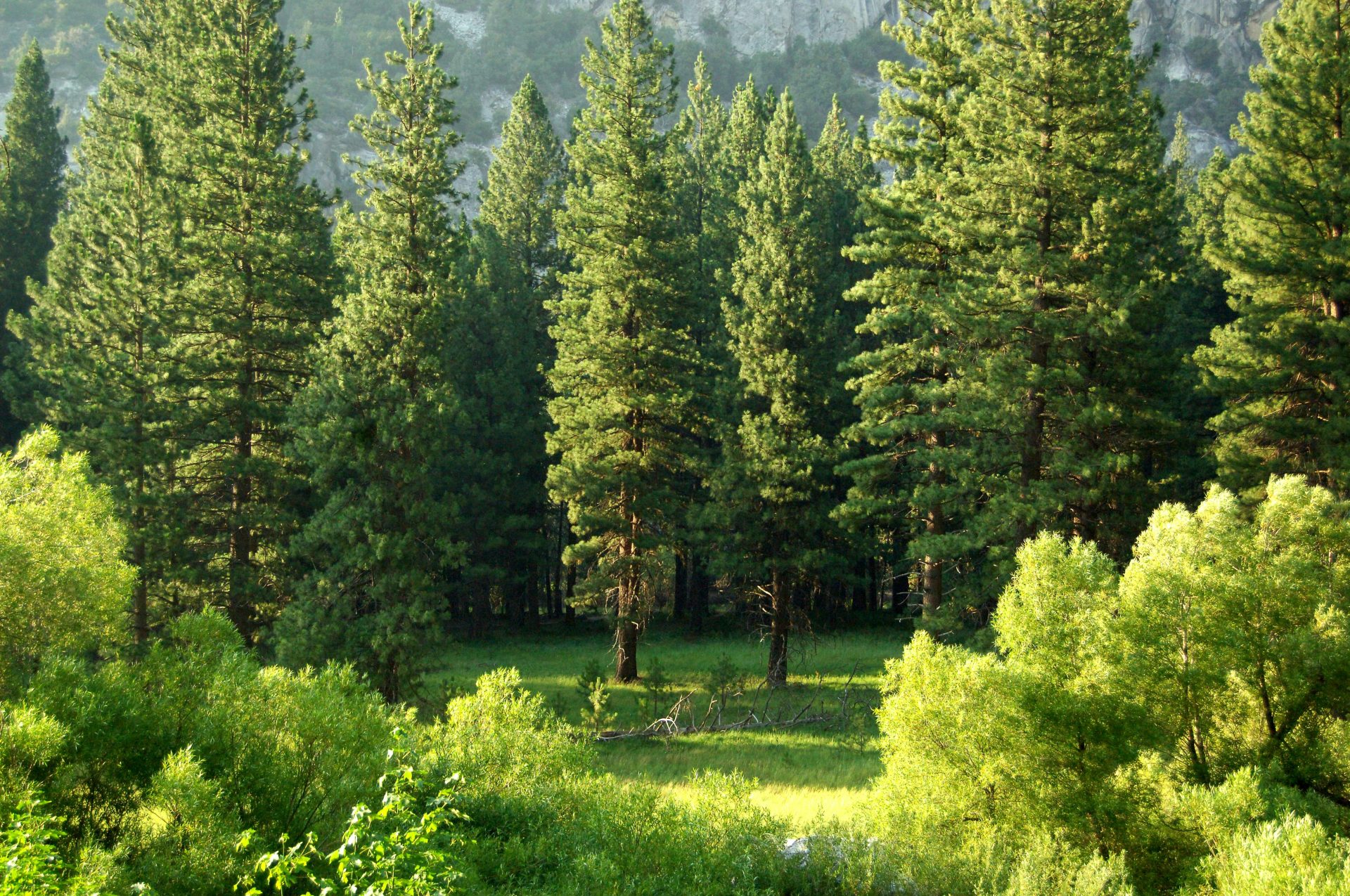 Всероссийская акция «Сохраним лес» пройдет в Татарстане