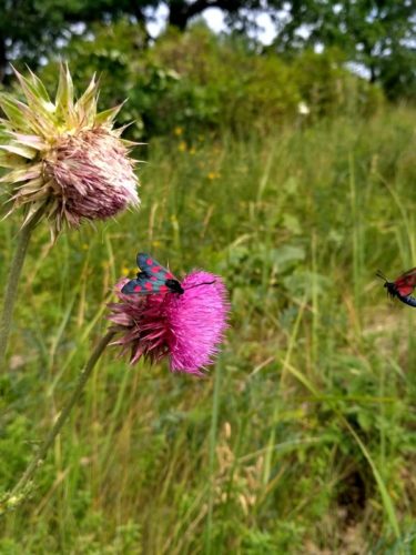 Страну ждет «малиновое» лето