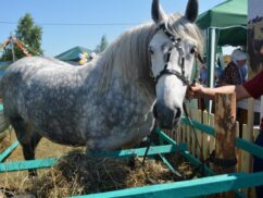 Сабантуй пройдет в онлайн-формате