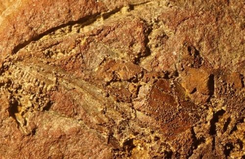 В США нашли микрозавра