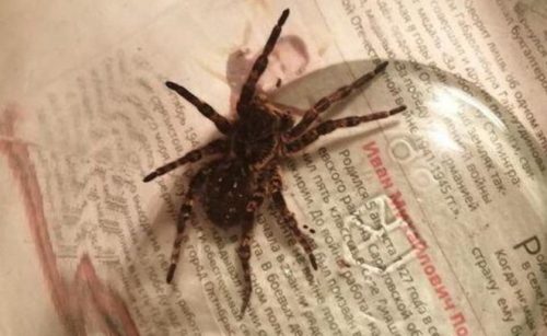В Татарстане обнаружили ядовитого тарантула