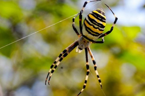 В Татарстане появилось необычное насекомое