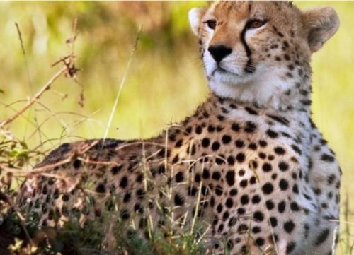 Казанский зооботсад объявил конкурс детского творчества